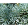 CEDR ATLASKI Cedrus atlantica