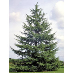 Cedrus atlantica