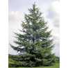 Cedrus atlantica
