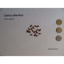 CEDR ATLASKI Cedrus atlantica