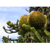 Araucaria araucana