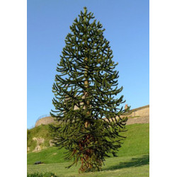Araucaria araucana