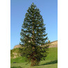 Araucaria araucana