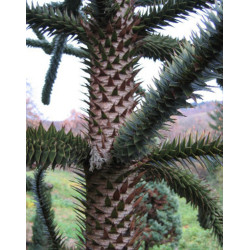 Araucaria araucana
