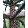 ARAUKARIA CHILIJSKA Araucaria araucana