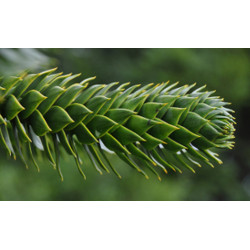 ARAUKARIA CHILIJSKA Araucaria araucana