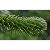 ARAUKARIA CHILIJSKA Araucaria araucana