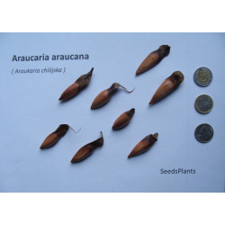 ARAUKARIA CHILIJSKA Araucaria araucana
