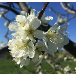 Prunus domestica Wangenheima