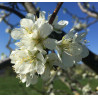 ŚLIWA WANGENHEIMA Prunus domestica Wangenheima