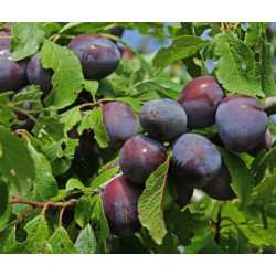 ŚLIWA WANGENHEIMA Prunus domestica Wangenheima