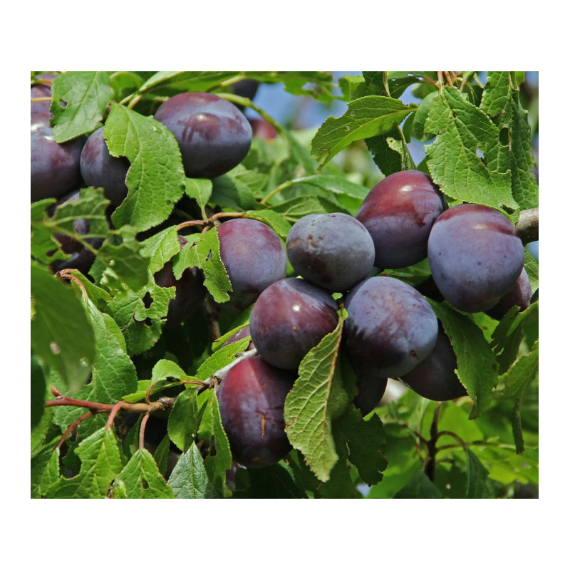 ŚLIWA WANGENHEIMA Prunus domestica Wangenheima