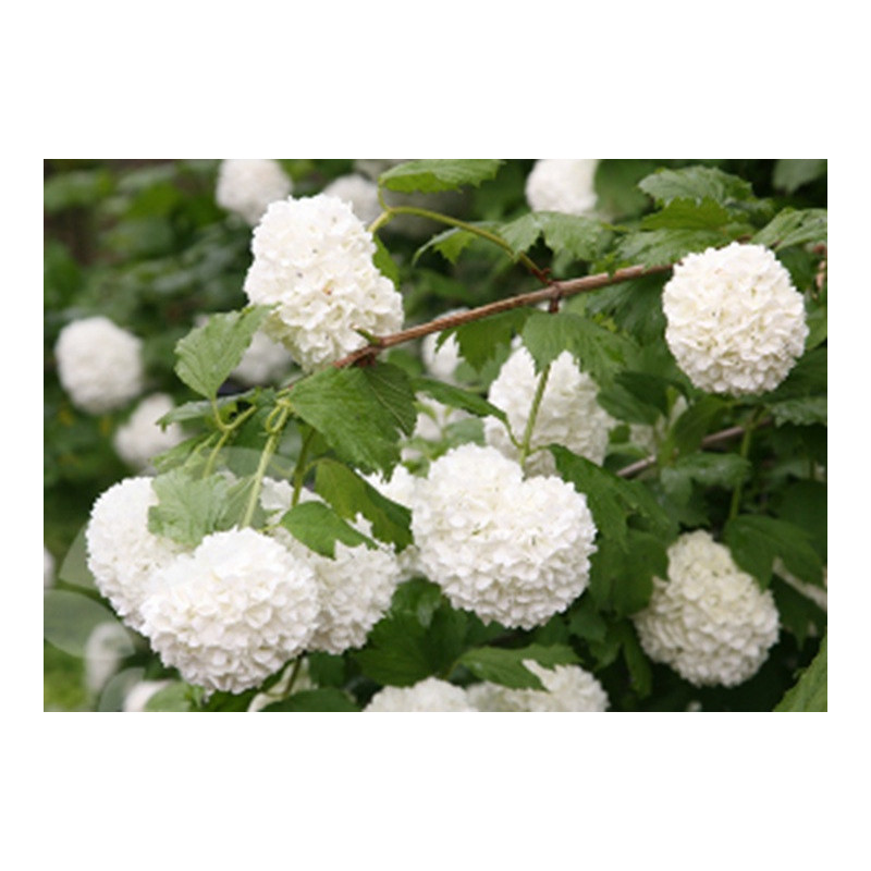 Viburnum opulus