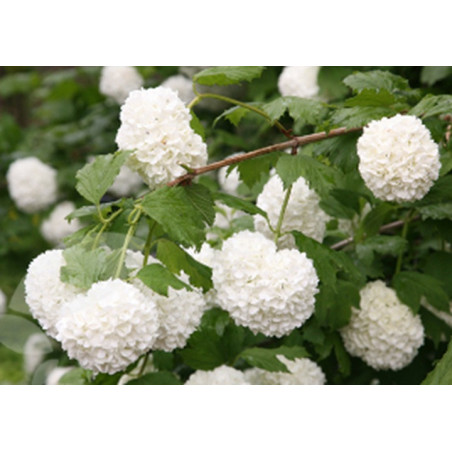 Viburnum opulus