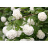 KALINA KORALOWA Viburnum opulus