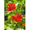 KALINA KORALOWA Viburnum opulus