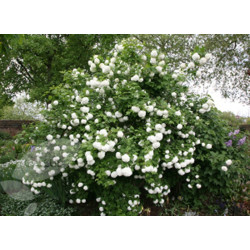 Viburnum opulus