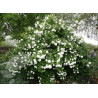 KALINA KORALOWA Viburnum opulus