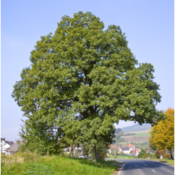 DĄB BEZSZYPUŁKOWY Quercus petraea