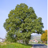 DĄB BEZSZYPUŁKOWY Quercus petraea