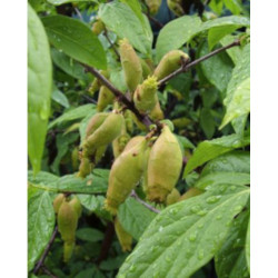 ZIMOKWIAT WCZESNY  Chimonanthus pracecox