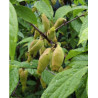 ZIMOKWIAT WCZESNY  Chimonanthus pracecox