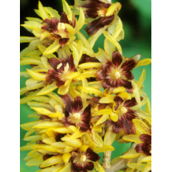 Chimonanthus Pracecox