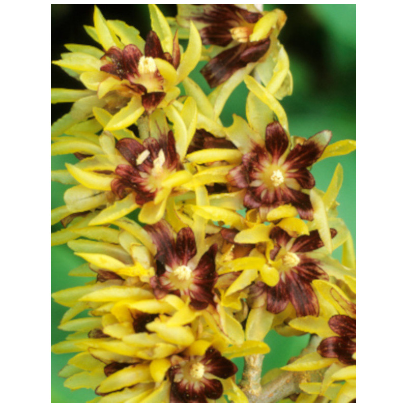Chimonanthus Pracecox