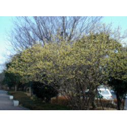 ZIMOKWIAT WCZESNY  Chimonanthus pracecox