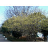 ZIMOKWIAT WCZESNY  Chimonanthus pracecox