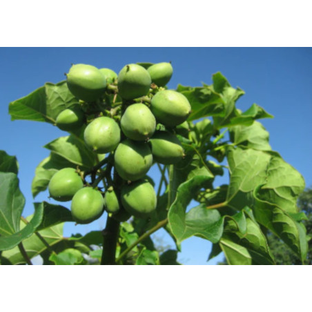 Jatropha podagrica