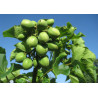 Jatropha podagrica