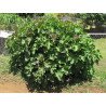 JATROPHA PODAGRICA  Jatropha podagrica