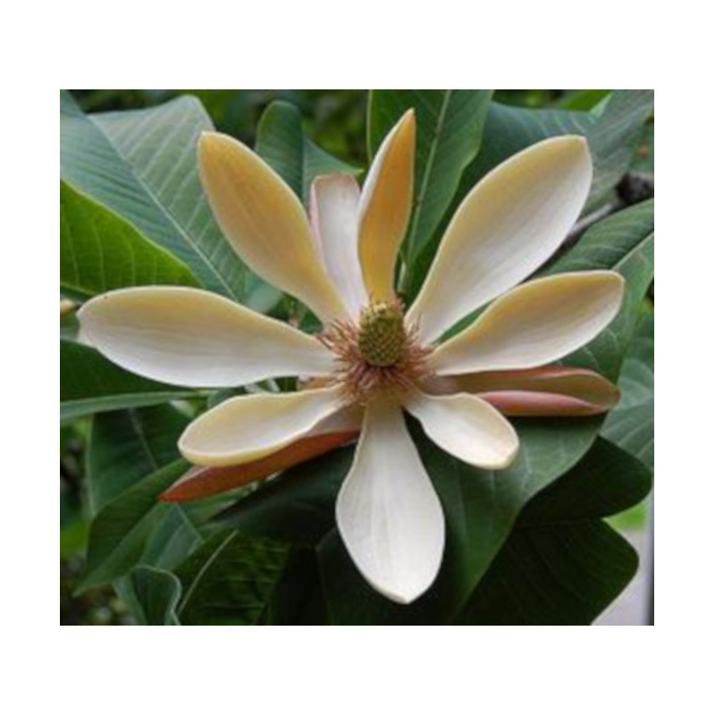 Magnolia officinalis