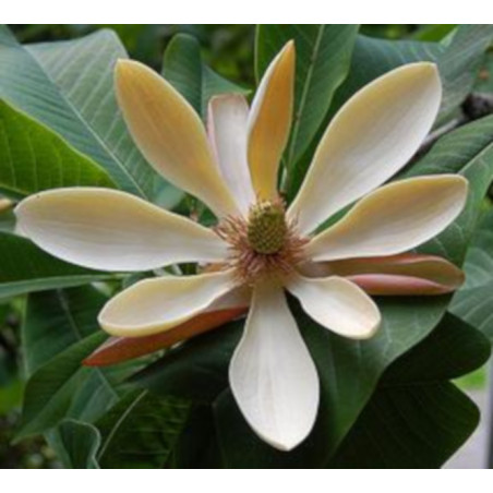 MAGNOLIA LEKARSKA  Magnolia officinalis