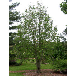MAGNOLIA LEKARSKA  Magnolia officinalis
