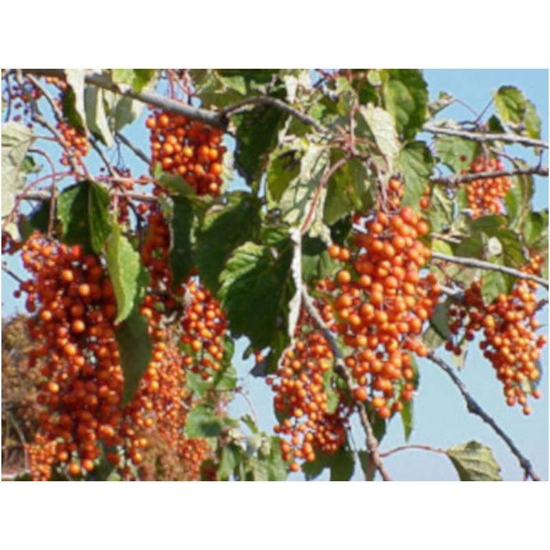 IDESJA WIELOOWOCOWA  Idesia polycarpa