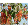 IDESJA WIELOOWOCOWA  Idesia polycarpa