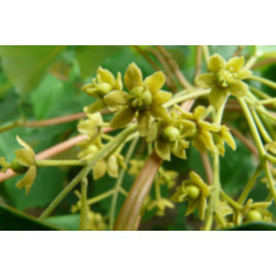 IDESJA WIELOOWOCOWA  Idesia polycarpa