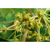 IDESJA WIELOOWOCOWA  Idesia polycarpa