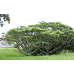 IDESJA WIELOOWOCOWA  Idesia polycarpa