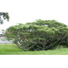 IDESJA WIELOOWOCOWA  Idesia polycarpa