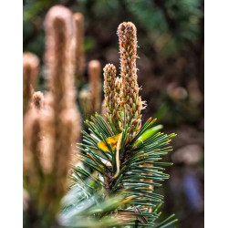 Pinus massoniana