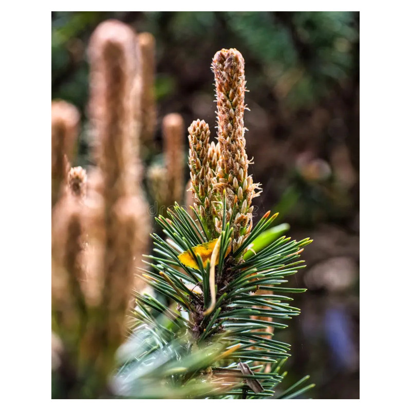 Pinus massoniana