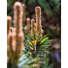 SOSNA MASSONA Pinus massoniana