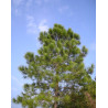 SOSNA MASSONA Pinus massoniana
