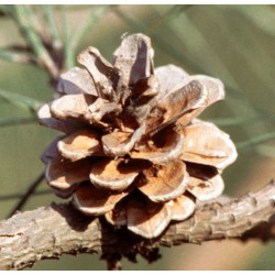 SOSNA MASSONA Pinus massoniana