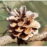 SOSNA MASSONA Pinus massoniana