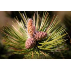 SOSNA THUNBERGA Pinus thunbergii