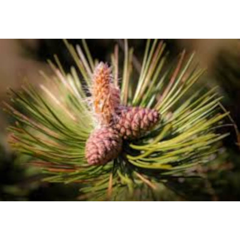 Pinus thunbergii